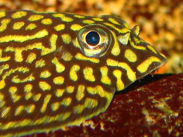 Sewellia lineolata -Head closeup