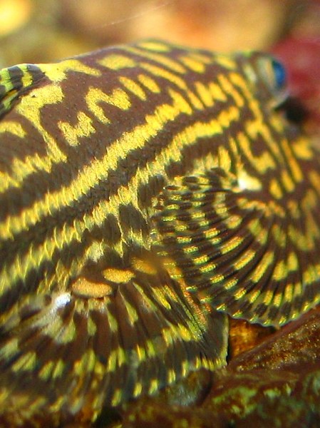 Sewellia lineolata -closeup