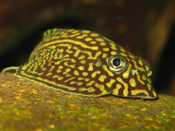 Sewellia lineolata - female