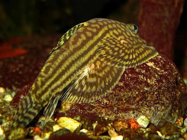 Sewellia lineolata - male, rear view