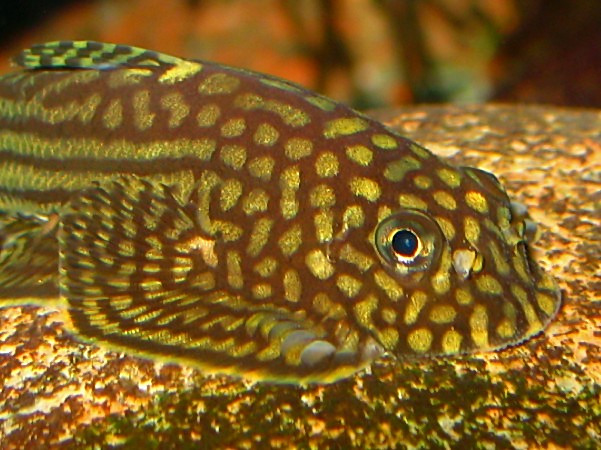 Sewellia lineolata - male, closeup