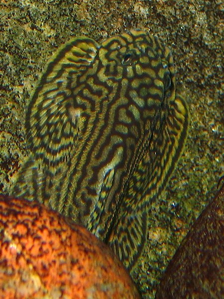 Sewellia lineolata - male