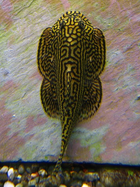 Sewellia lineolata - male
