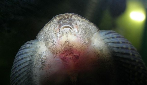 Sewellia sp. "spotted", mouth detail