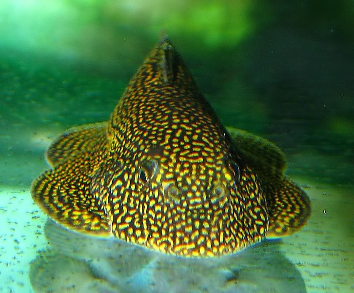 Sewellia sp. "spotted" - head closeup