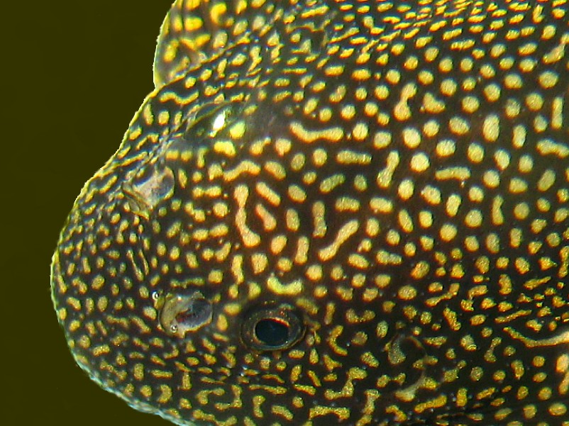 Sewellia sp. "spotted" - head closeup