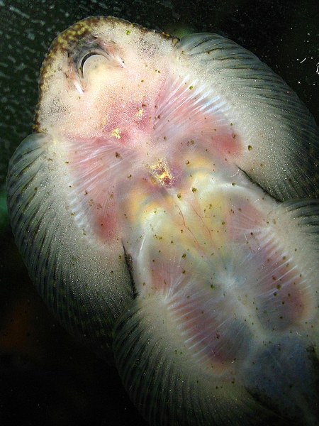 Sewellia sp. "spotted" - Underside closeup