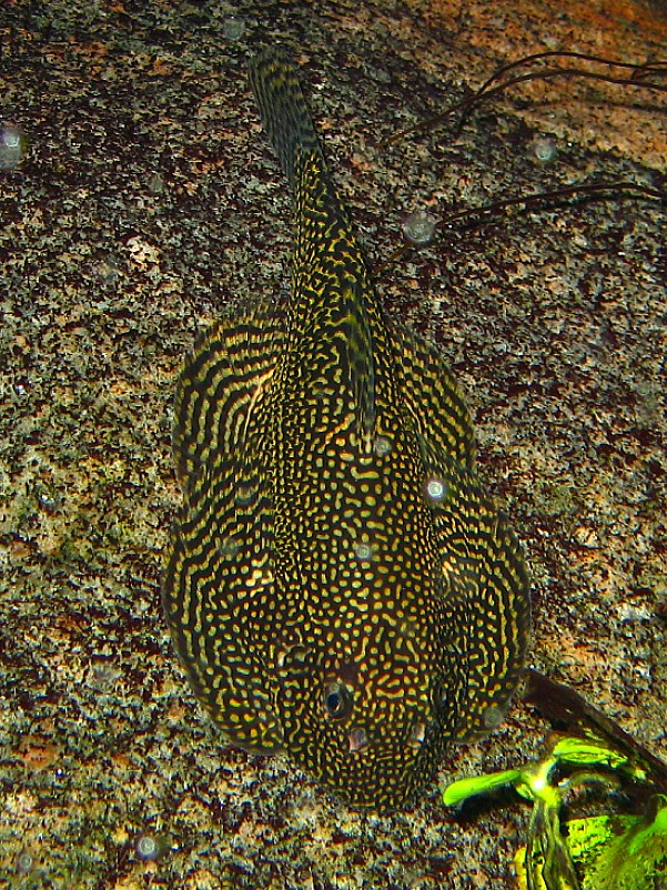 Sewellia sp. "spotted"