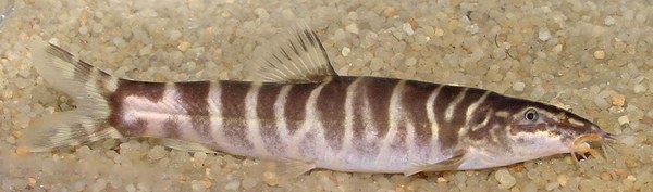 Sinibotia longiventralis Sinibotia longiventralis