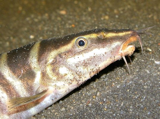 Sinibotia pulchra, head closeup