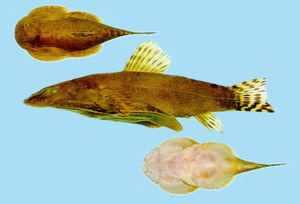 Sinogastromyzon puliensis Sinogastromyzon puliensis