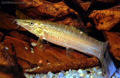 Syncrossus beauforti Syncrossus beauforti