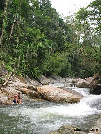 Syncrossus beauforti - Natural habitat