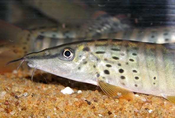 Syncrossus berdmorei, head closeup