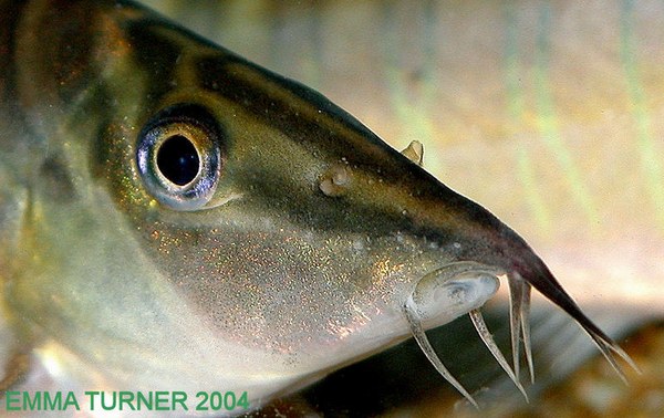 Syncrossus hymenophysa, head closeup