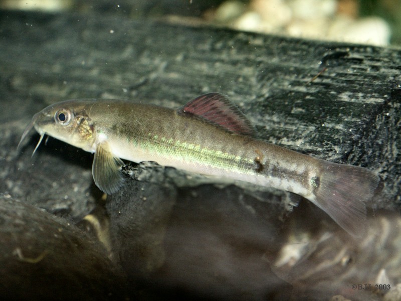 Traccatichthys pulcher