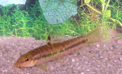 Traccatichthys pulcher