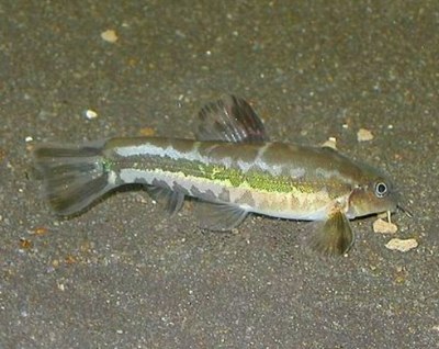 Traccatichthys pulcher