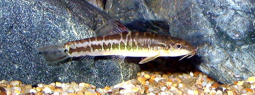 Traccatichthys pulcher