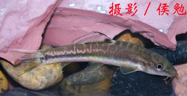 Traccatichthys pulcher