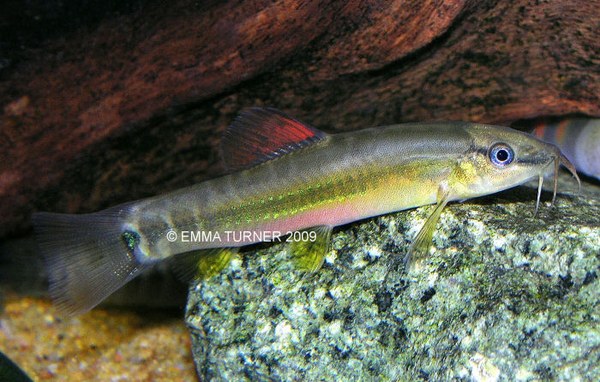 Traccatichthys taeniatus