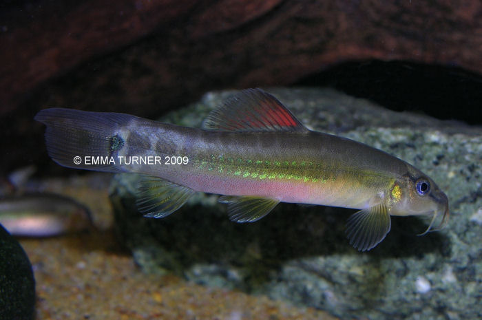 Traccatichthys taeniatus