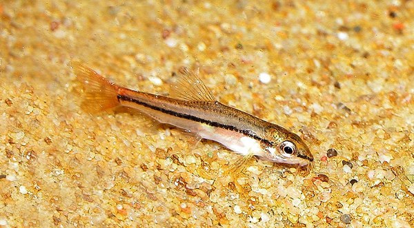 Tuberoschistura arakanensis - Newly imported Female