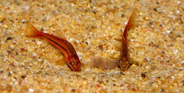 Tuberoschistura arakanensis - Foraging in sand