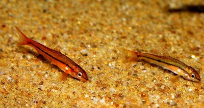 Tuberoschistura arakanensis -Newly imported pair