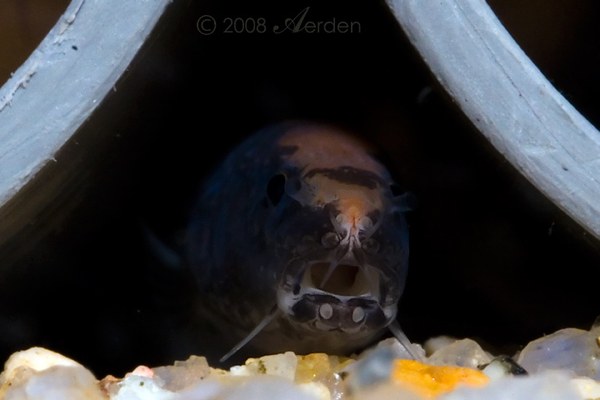 Vaillantella maassi - extreme close-up