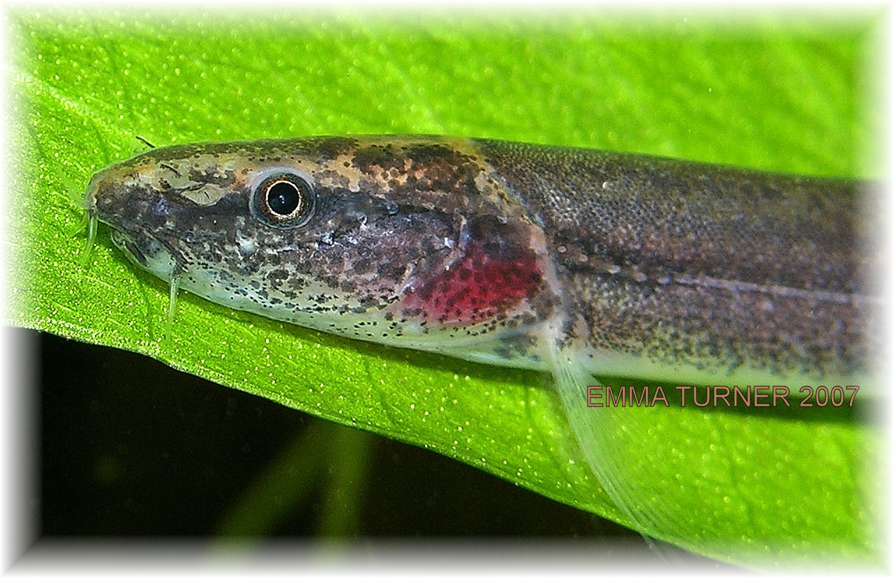 Vaillantella cinnamomea - close-up