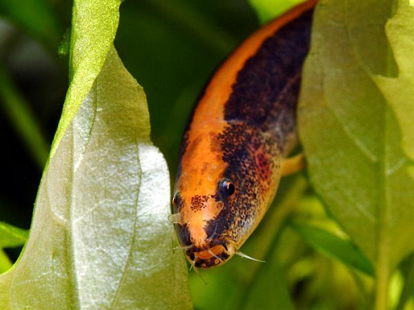 Vaillantella maassi, closeup in plants