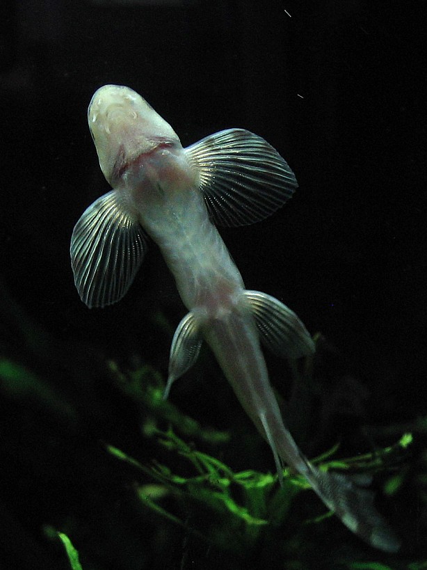 Vanmanenia hainanensis - underside.