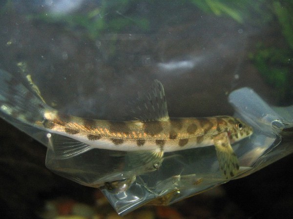 Vanmanenia hainanensis - New fish in bag