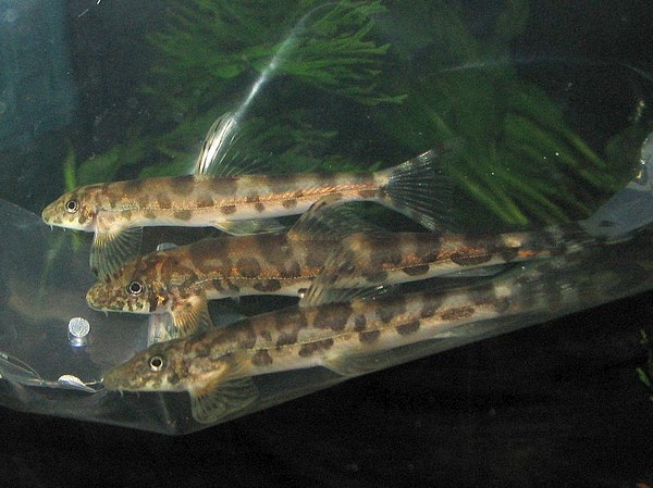 Vanmanenia hainanensis - New fish in bag