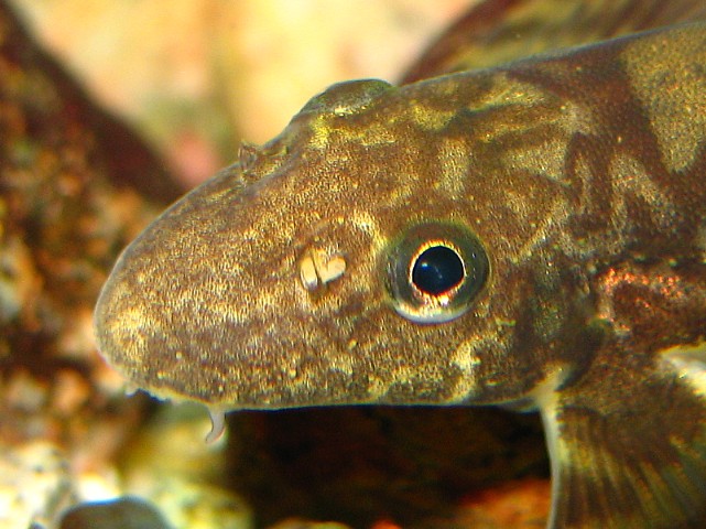 Vanmanenia hainanensis - Head closeup