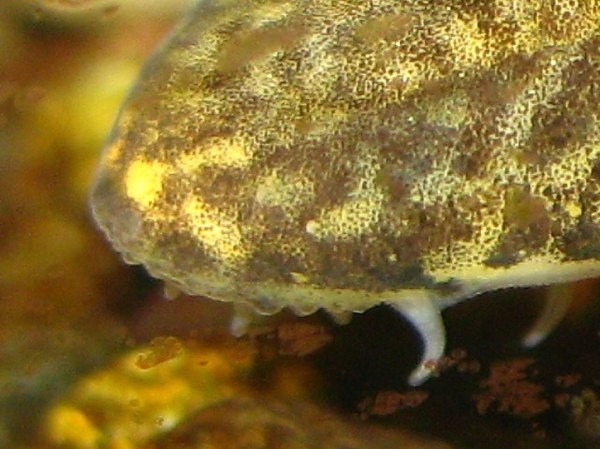 Vanmanenia hainanensis - Mouth closeup