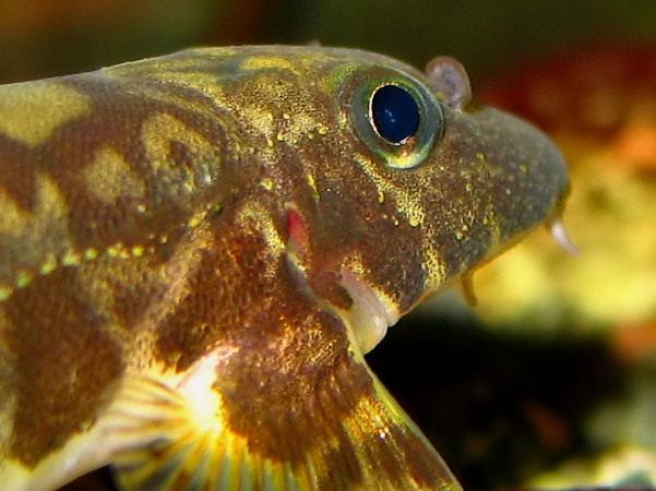 Vanmanenia hainanensis - closeup