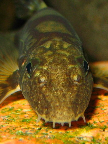 Vanmanenia hainanensis - closeup