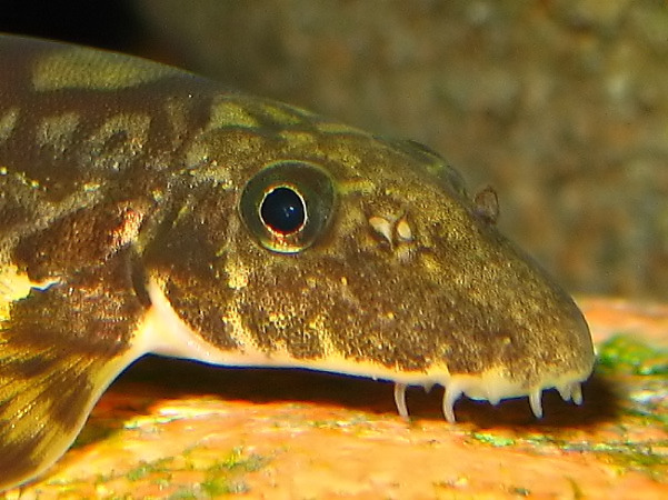 Vanmanenia hainanensis - closeup