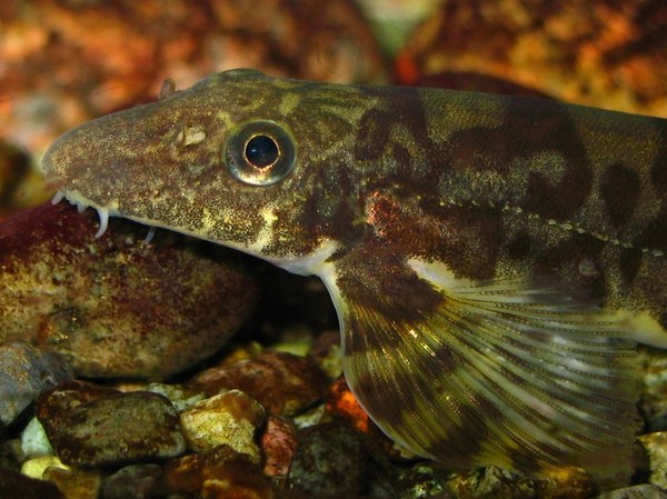 Vanmanenia hainanensis - closeup