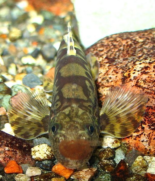 Vanmanenia hainanensis - closeup