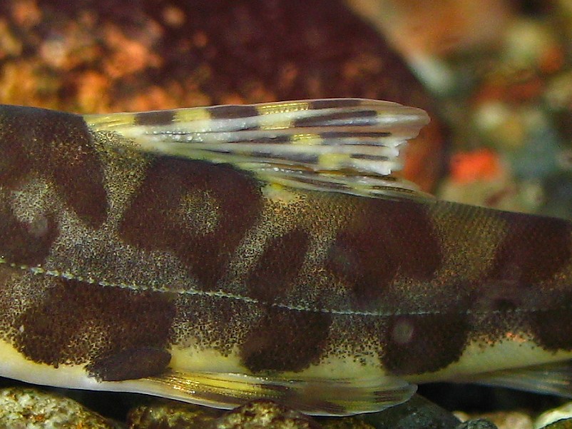 Vanmanenia hainanensis - closeup of dorsal fin