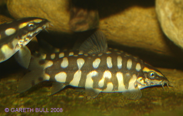 Yasuhikotakia sidthimunki - gravid female