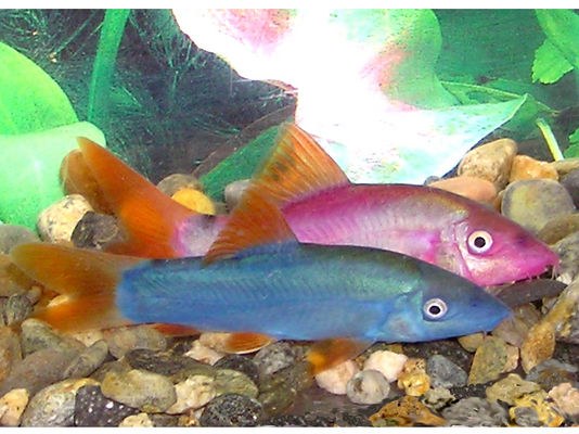 Yasuhikotakia modesta - if you see dyed fish, pick a different fish store - for good
