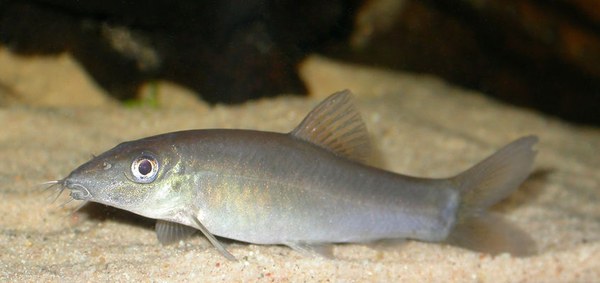 Yasuhikotakia lecontei