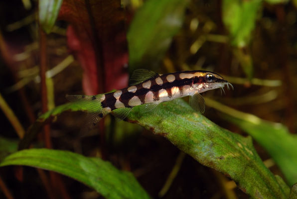 Yasuhikotakia sidthimunki