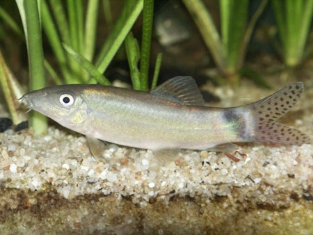 Yasuhikotakia caudipunctata Yasuhikotakia caudipunctata