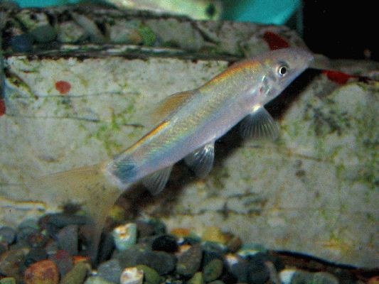 Yasuhikotakia caudipunctata, juvenile