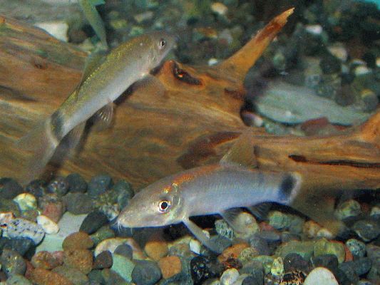 Yasuhikotakia caudipunctata and a Y. eos (left)